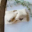 Bandeau bébé sherpa écru motifs coeurs