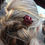 Thumbnail: Bodkin(hair stick)
