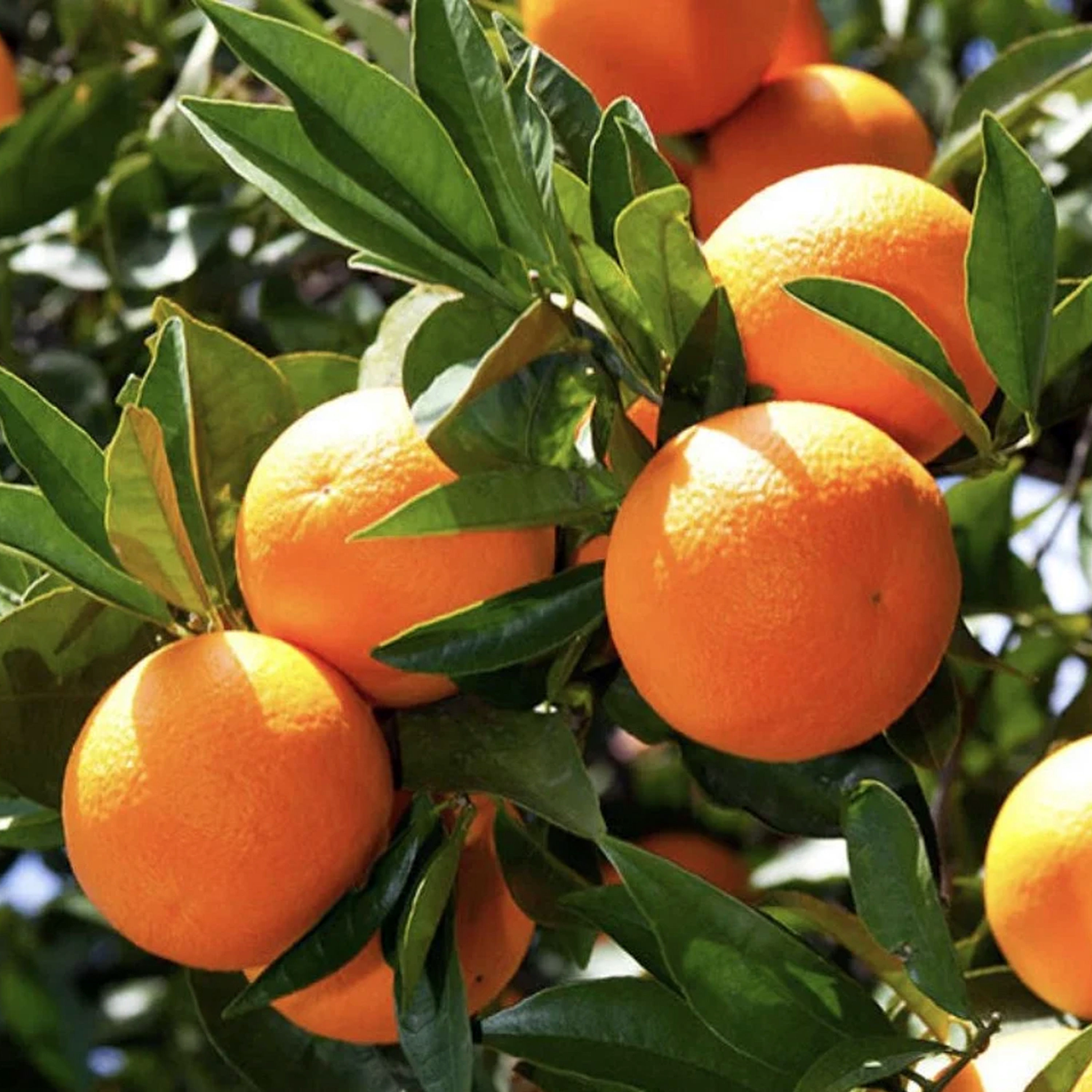 ORANGE WASHINGTON NAVEL