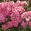 Thumbnail: ROSE FLOWER CARPET PINK SPLASH