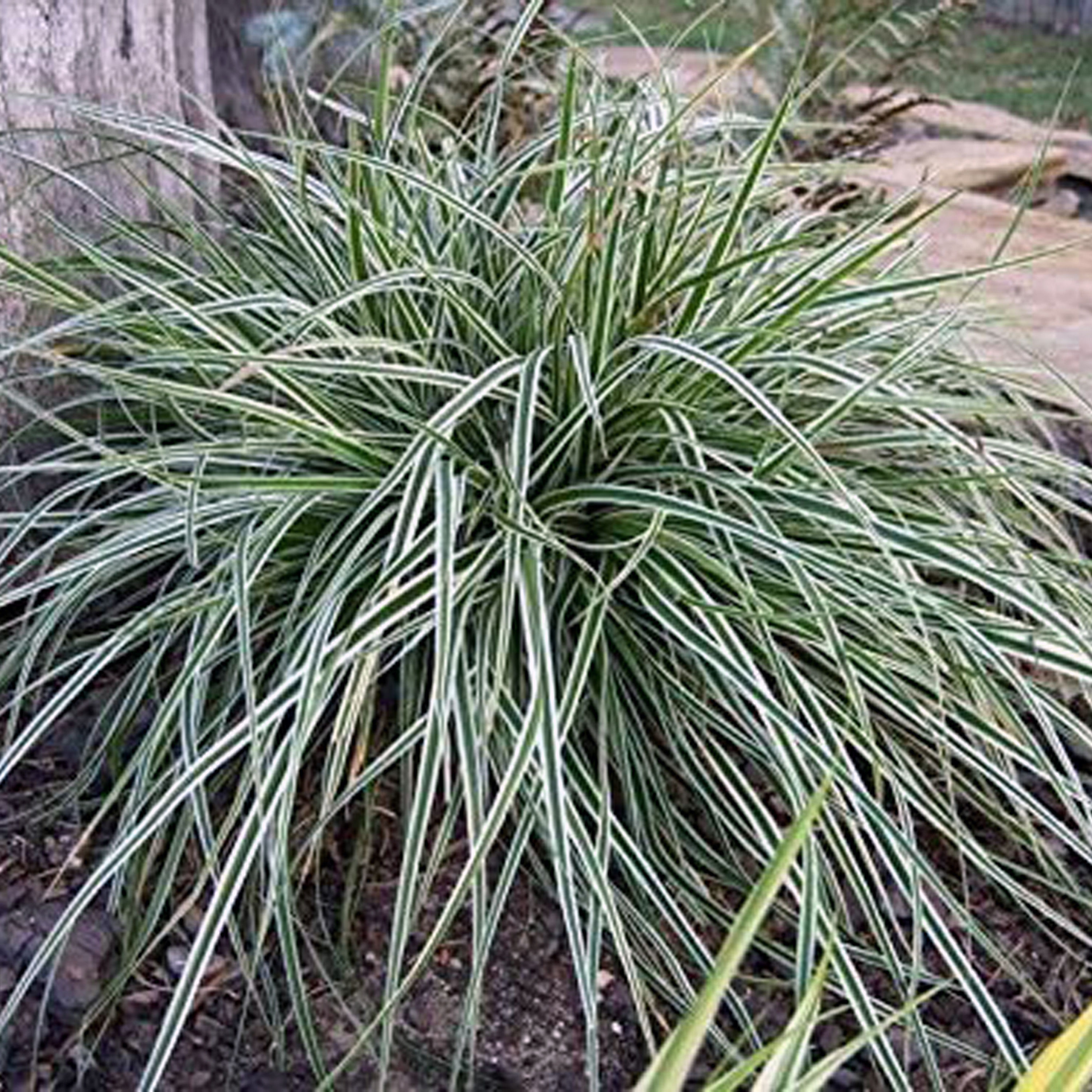 CAREX OSHIMENSIS EVEREST