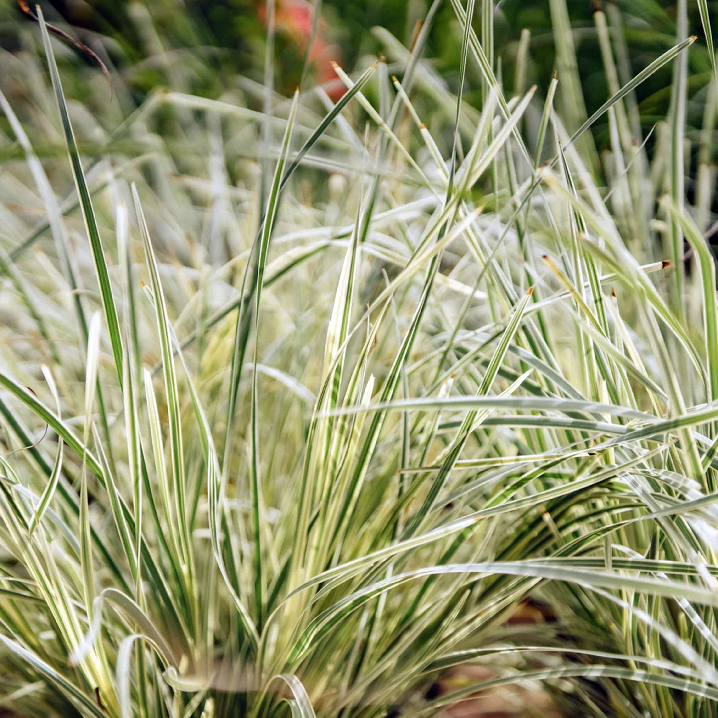 LOMANDRA WHITE SANDS