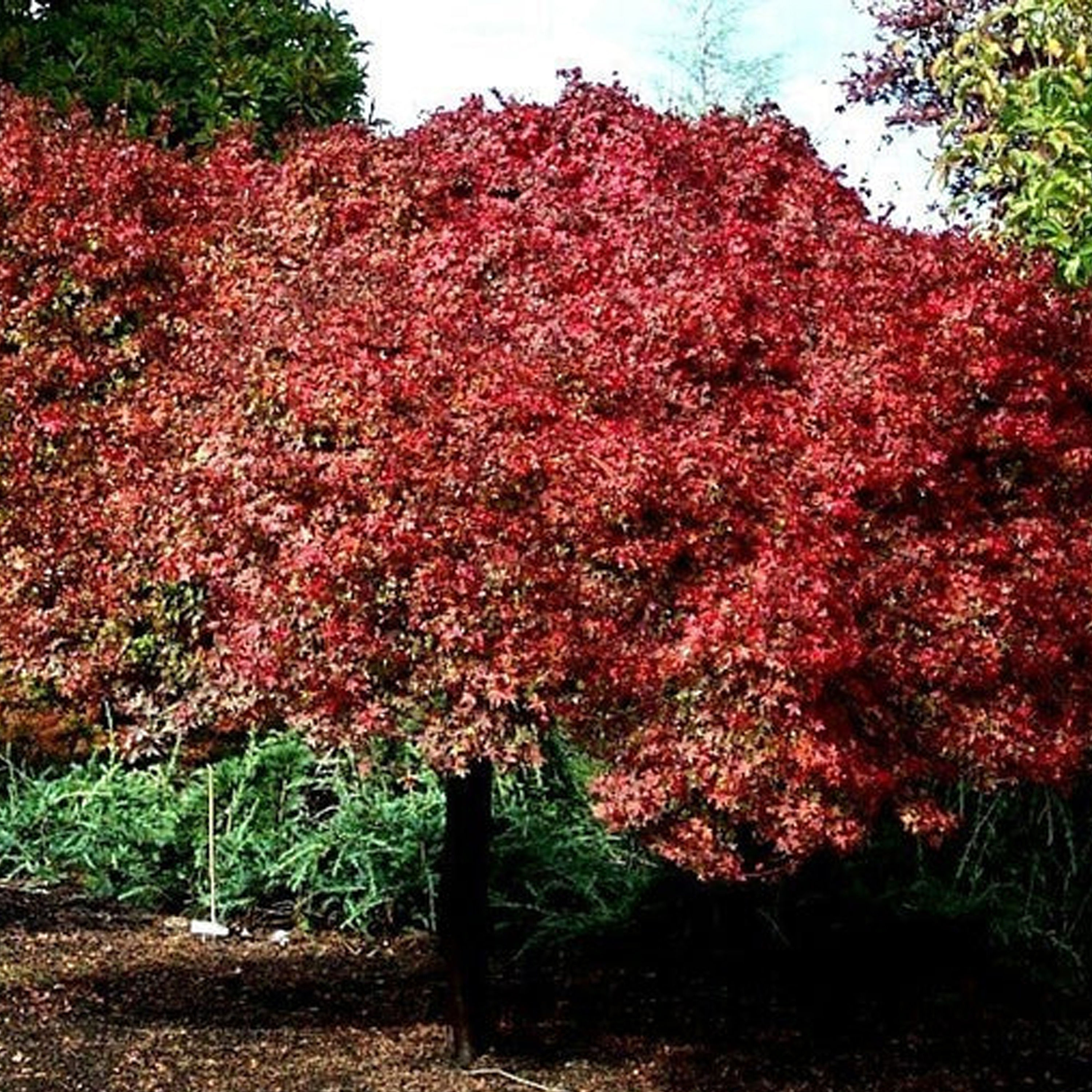 ACER PALMATUM BENI HIME