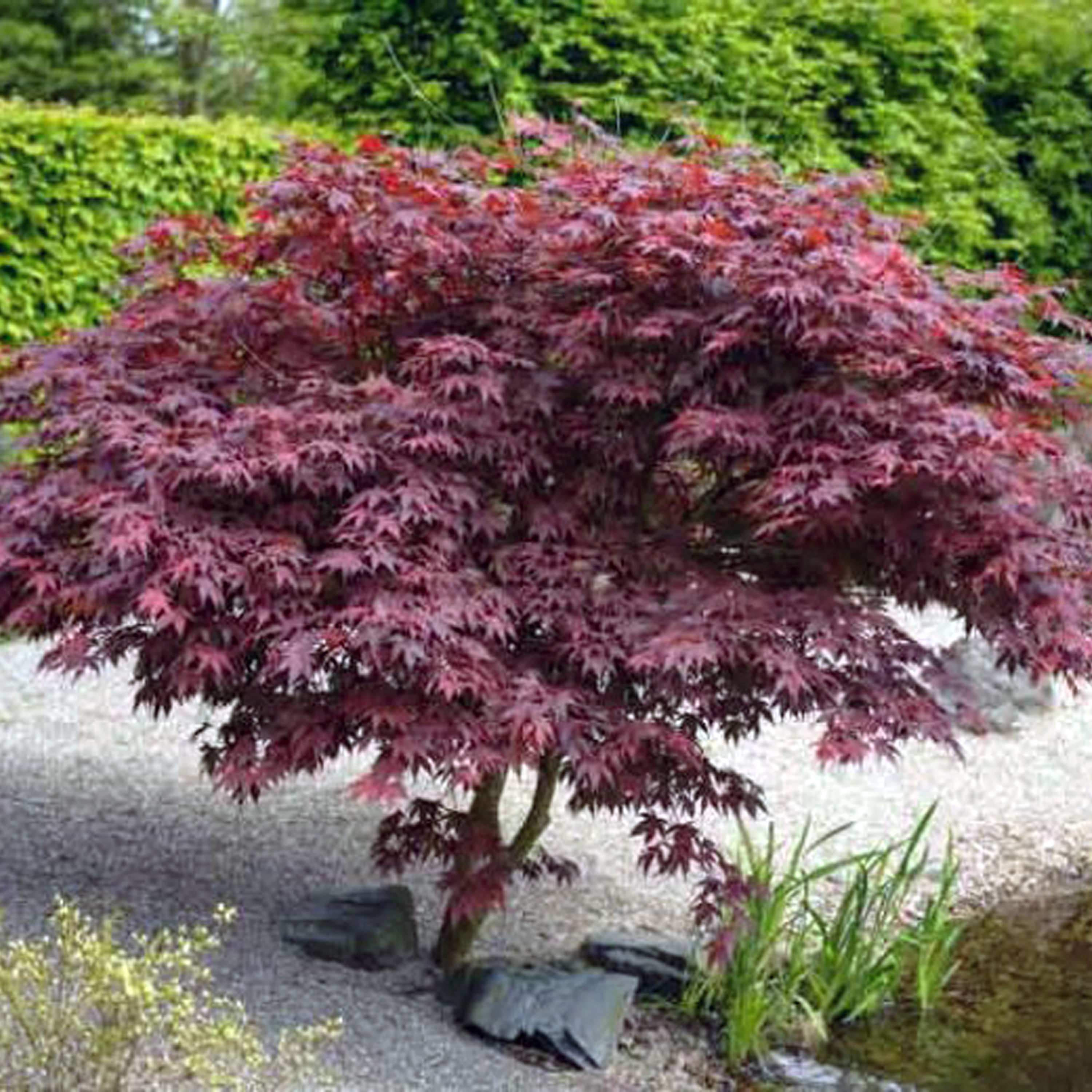 ACER PALMATUM BLOODGOOD (JAPANESE MAPLE)
