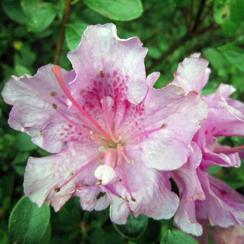 AZALEA VIOLACEA MULTIFLORA | Town & Country Nursery Garden Centre