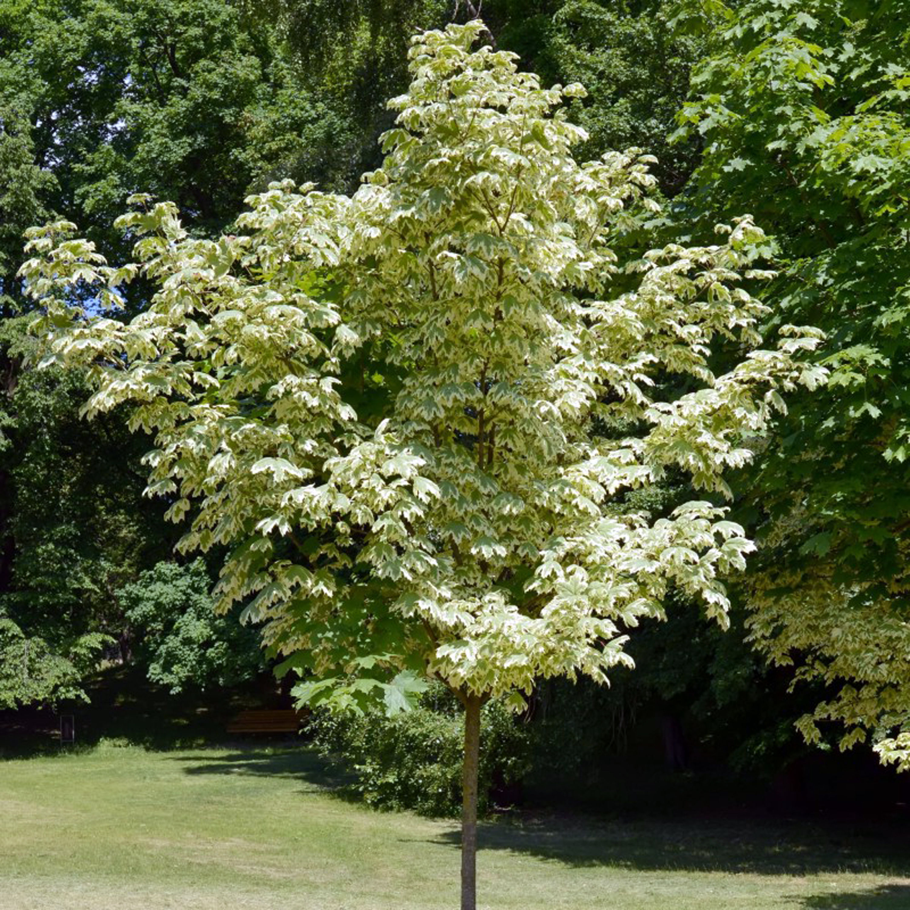 ACER PALMATUM BUTTERFLY