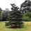Thumbnail: ABIES KOREANA KOREAN  FIR
