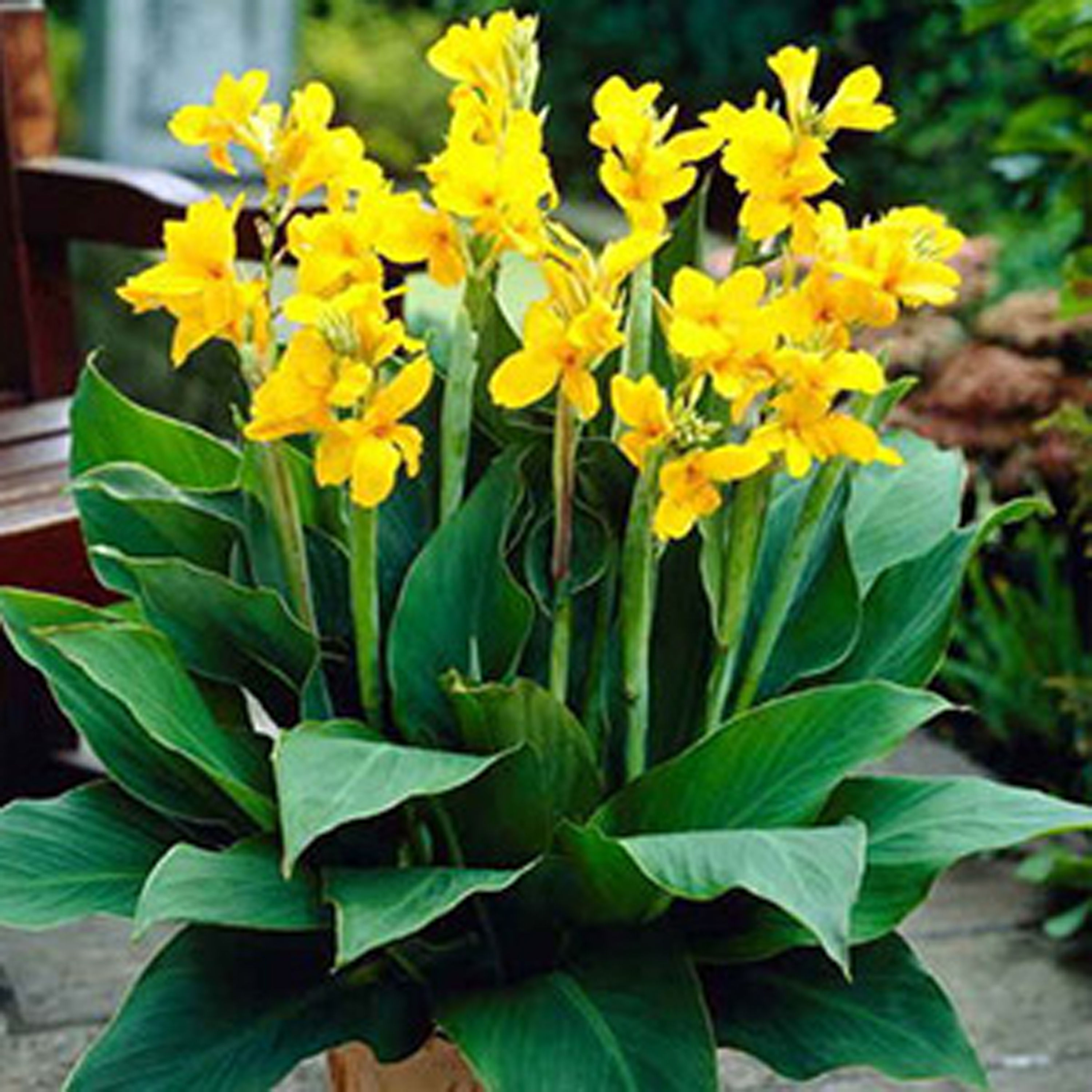 CANNA YELLOW DAWN