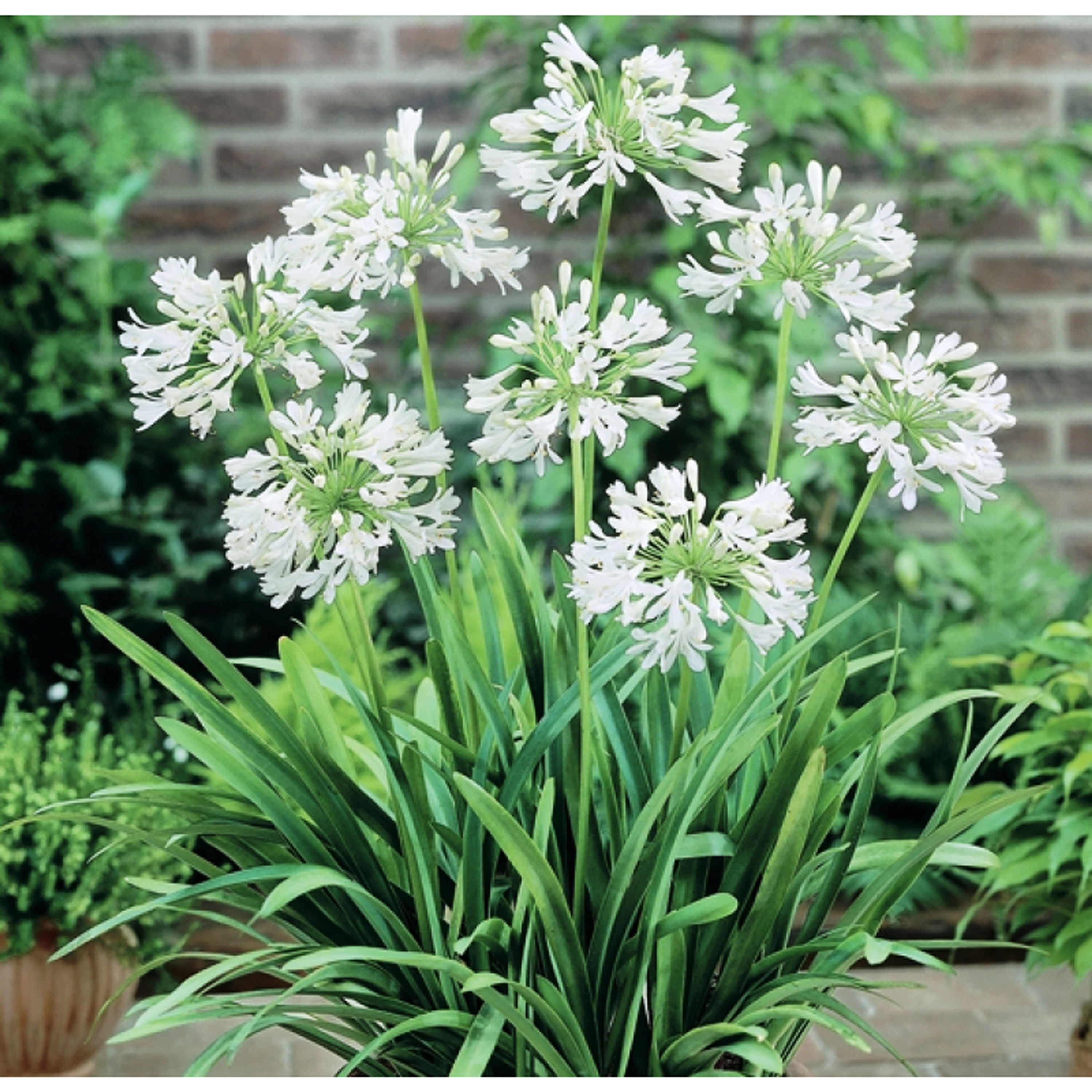 AGAPANTHUS SNOWBALL