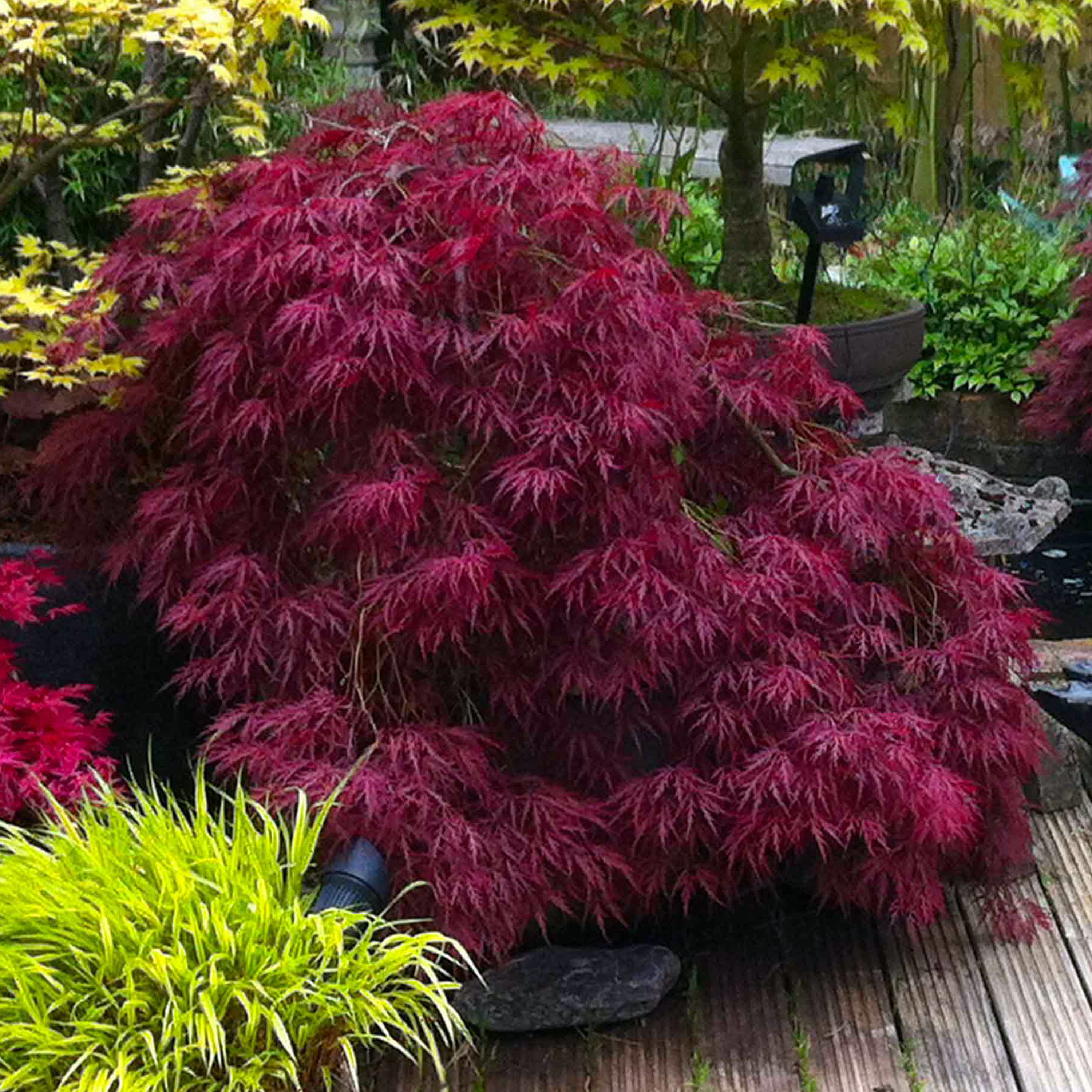ACER PALMATUM C32 HEARTBEAT