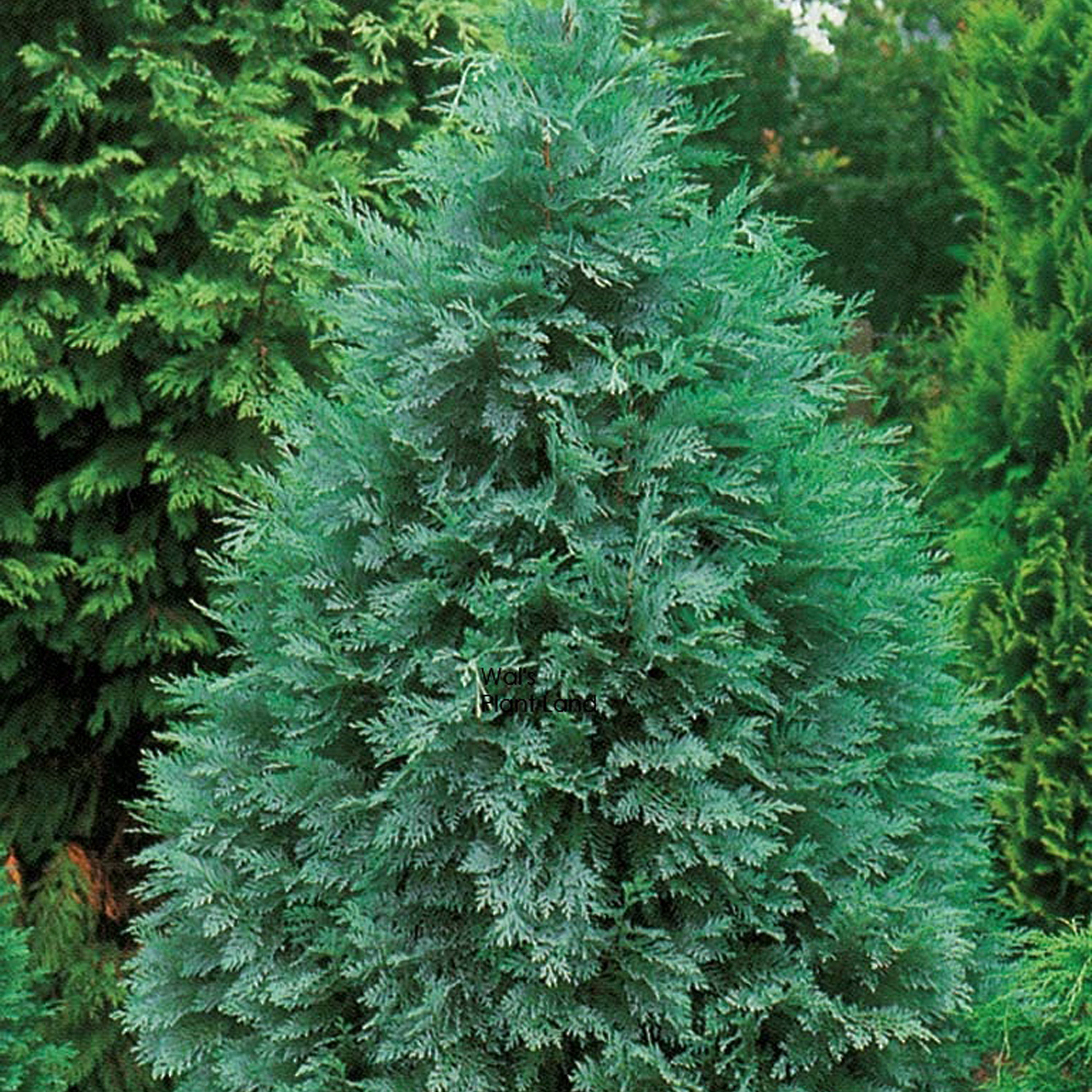 CHAMAECYPARIS PEMBURY BLUE