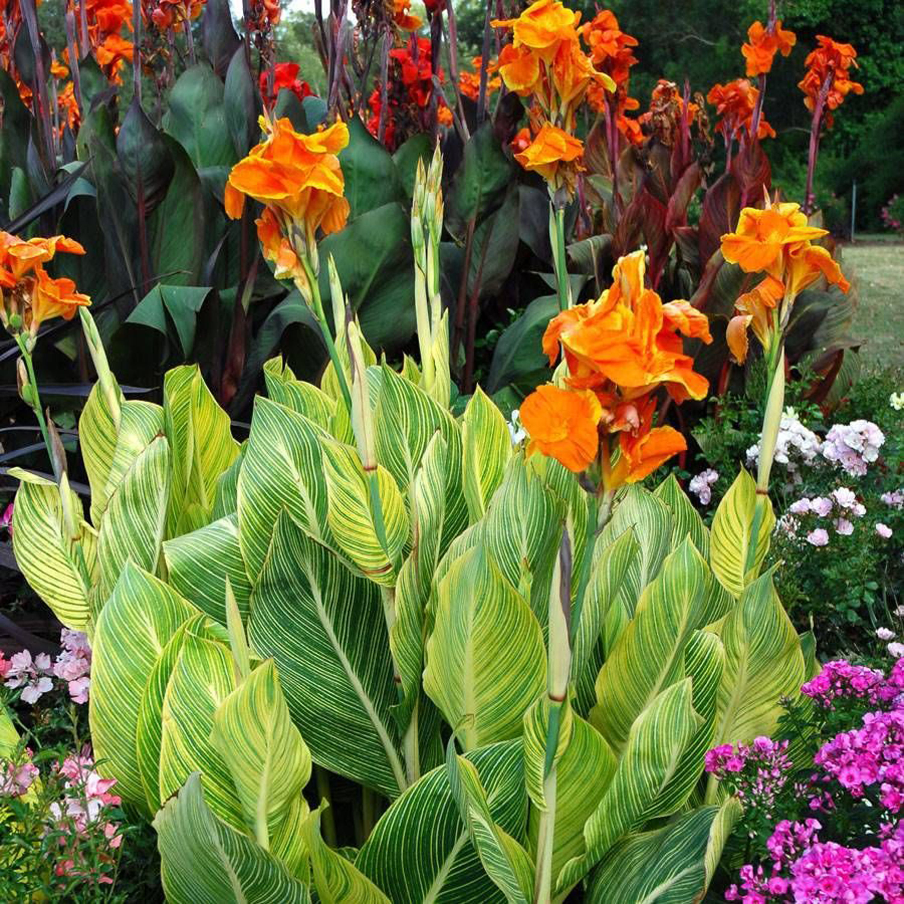 CANNA VARIEGATA GOLD (MACtro)
