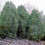 Thumbnail: JUNIPER CHINENSIS PYRAMIDALIS