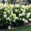 Thumbnail: HYDRANGEA PANICULATA LIMELIGHT