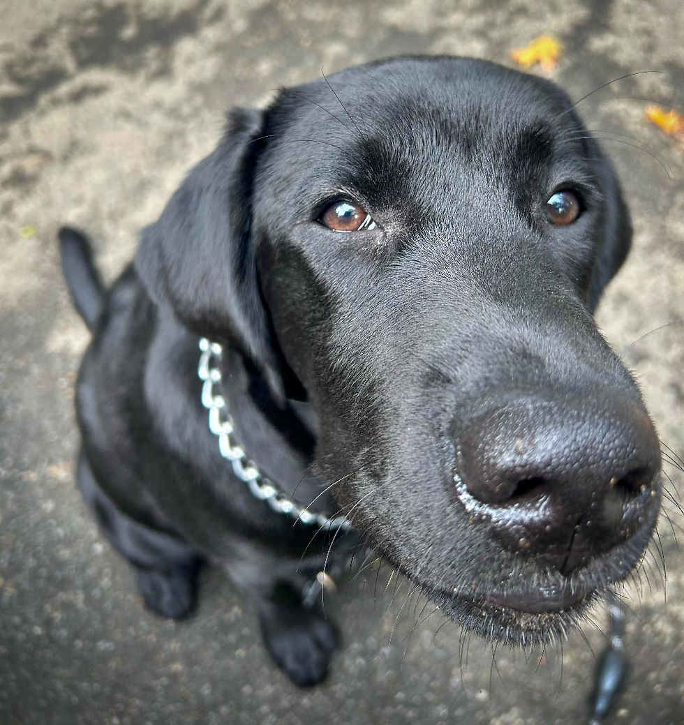 Dog-Sniffing-Up-Close-Far-Fetched-Pets.jpg