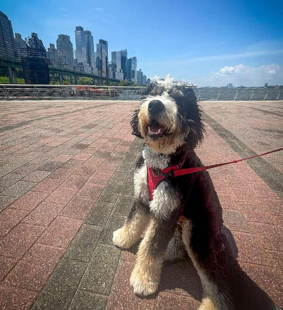 Big-City-Pup-Far-Fetched-Pets-Walk.jpg