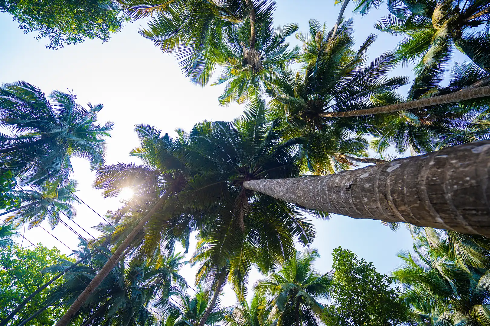 coconut tree in goa india, Satvan yoga goa