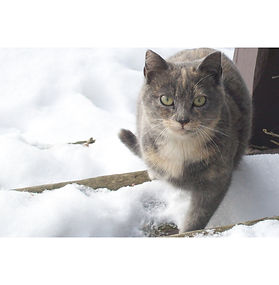 Kitty in the snow