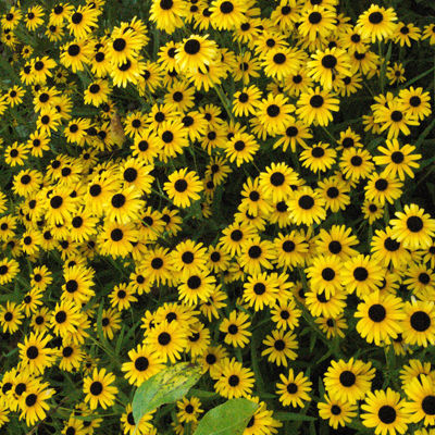 Black-eyed Susans square