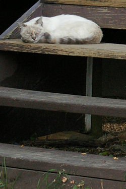 Sleeping Kitty