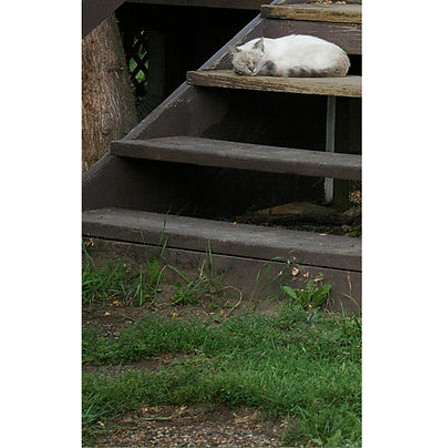 viewsleepingkittytablet.jpg
