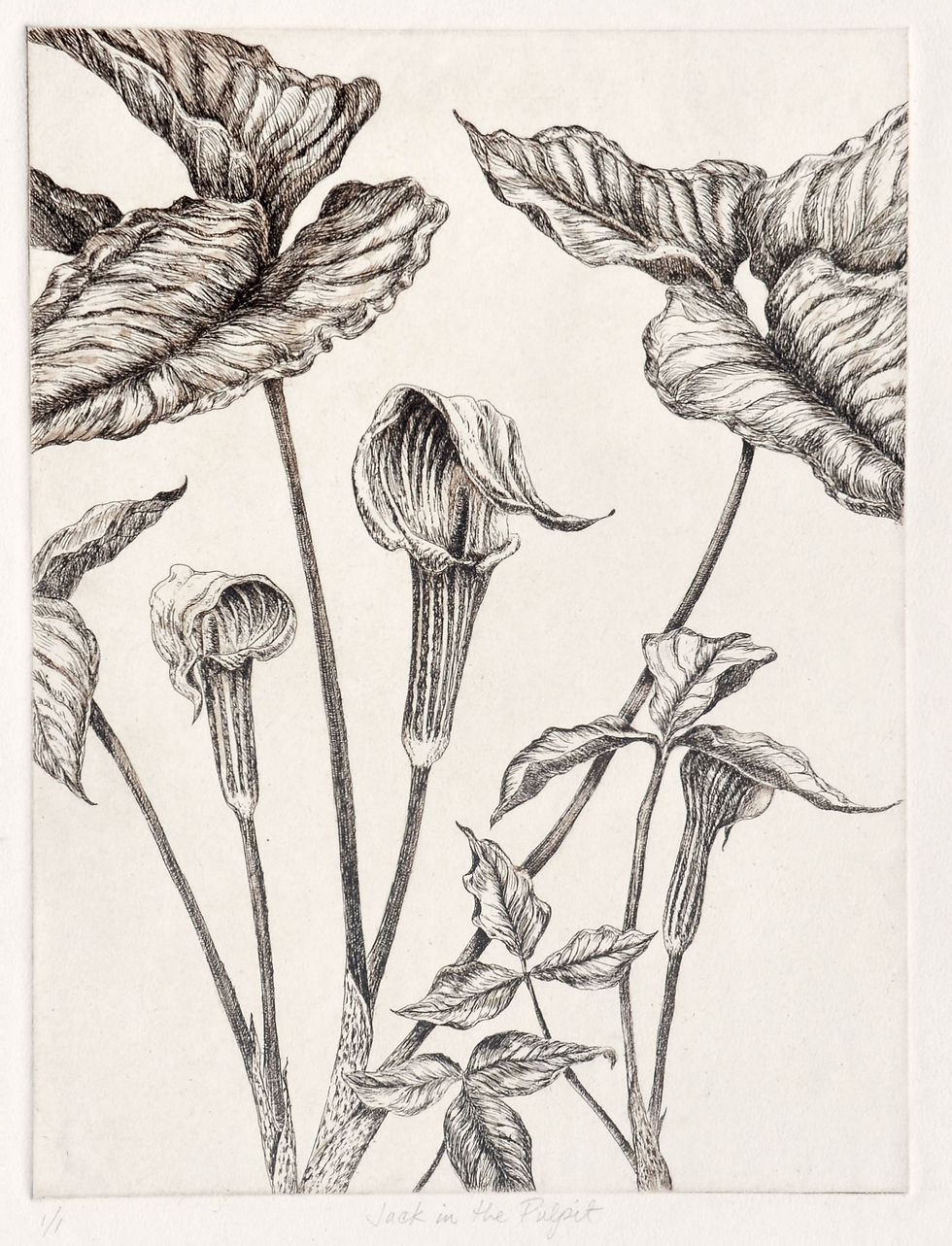 Jack-in-the-Pulpit Arisaema triphyllum Etching by Carol Till; image courtesy of the publisher