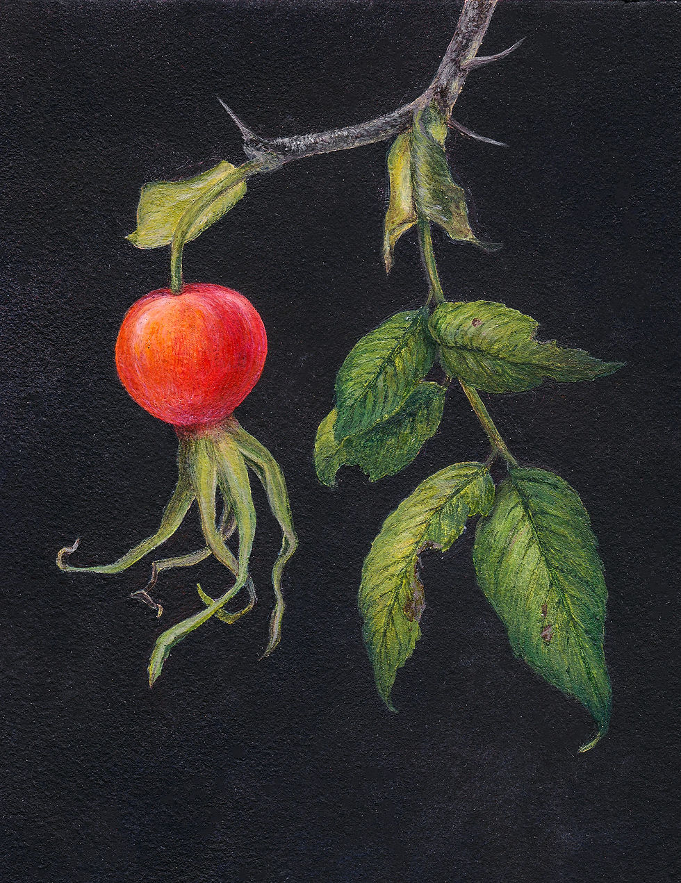 Rose Hip 1, Egg Tempera on gessoed panel, Kelly Radding; image courtesy of the publisher.