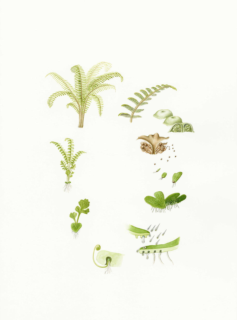 Fern life cycle - image courtesy of Laura Silburn
