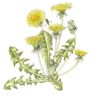 To Weed or not to Weed