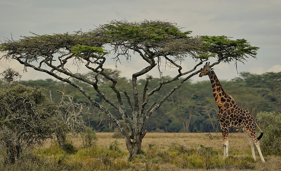 Giraffe in safari