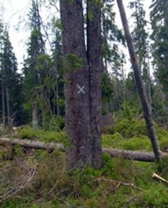P7130376_1_1.jpg