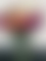 Favorite Floral Arrangements