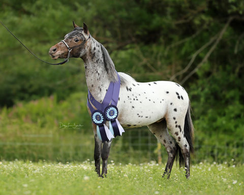 Sundance LB Stock Farm Your Recipe For Success!