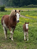 Sundance LB Stock Farm Your Recipe For Success!