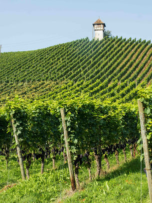 La vigne à cultiver avec justice, c’est l’Église que nous construisons ou détruisons par nos choix