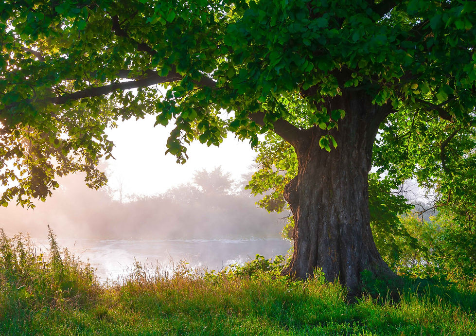 Avent - 2_edited_edited.jpg