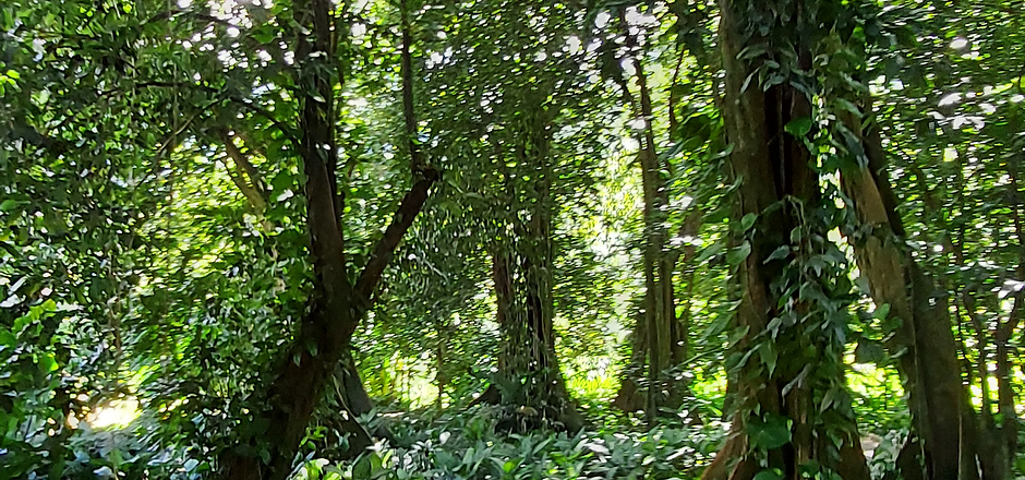 Jardin botanique de Raiatea