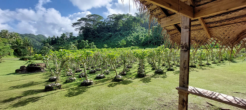 Les secrets de la vanille de Tahaa: une excursion qui vous emmène de la culture à la cuisine