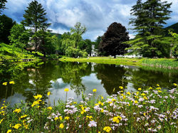Pond with wild flowers