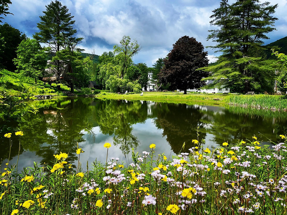 Pond with wild flowers