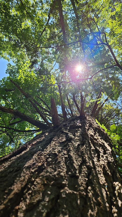Looking up at tree_sun.jpg