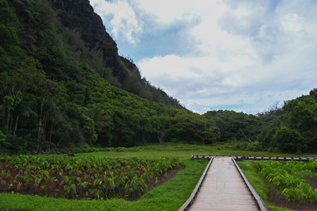 walking trail in Kauai
