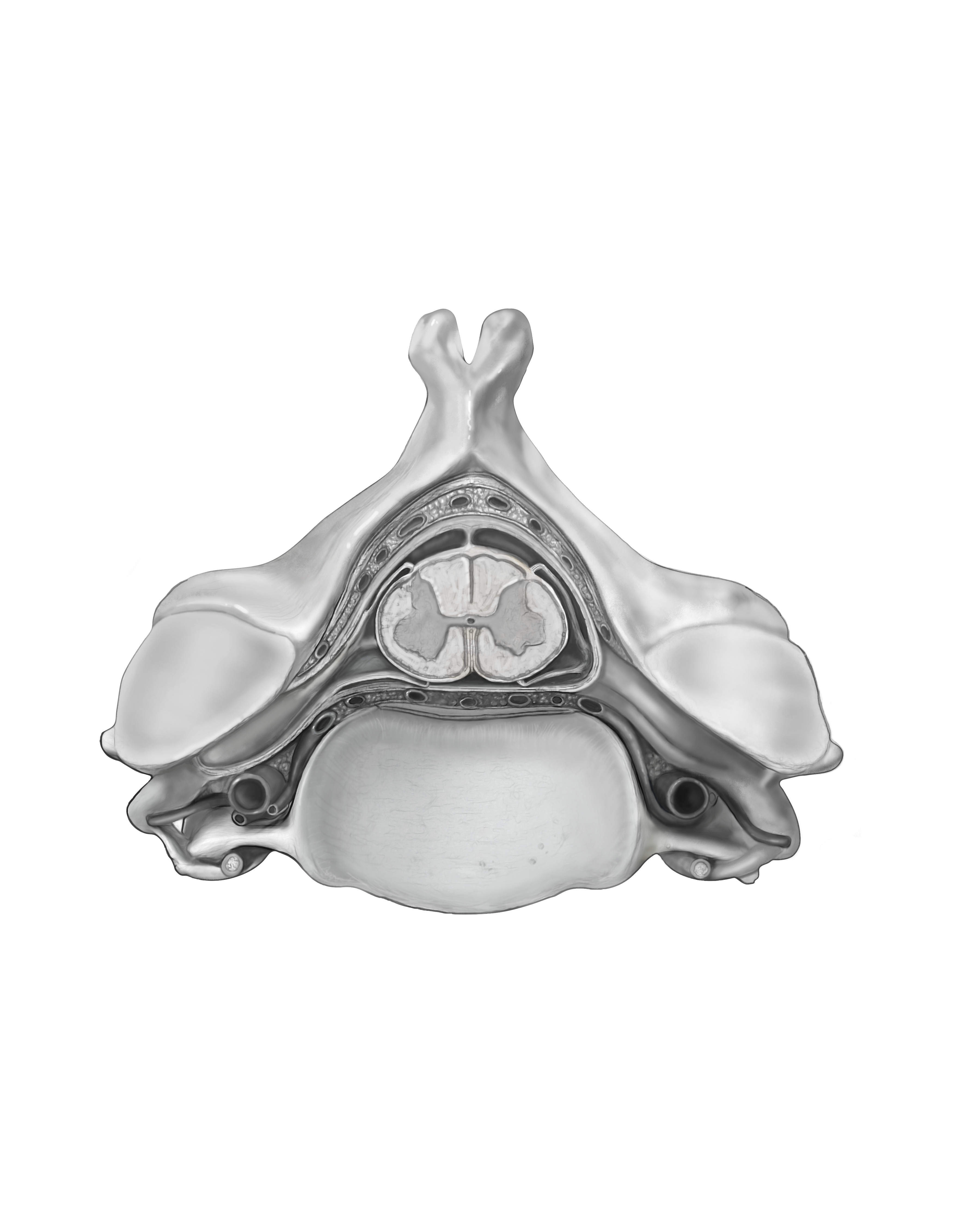 Vertebrae