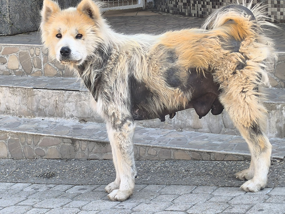 🧡 Alopecija X kod pasa