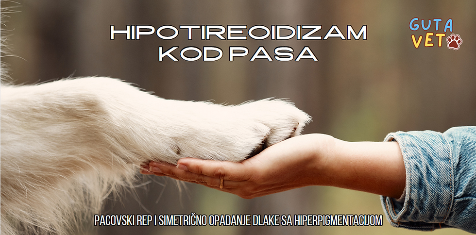 Hipotireoidizam kod pasa