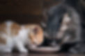 Kitten-Adult-Cat-Food.jpg