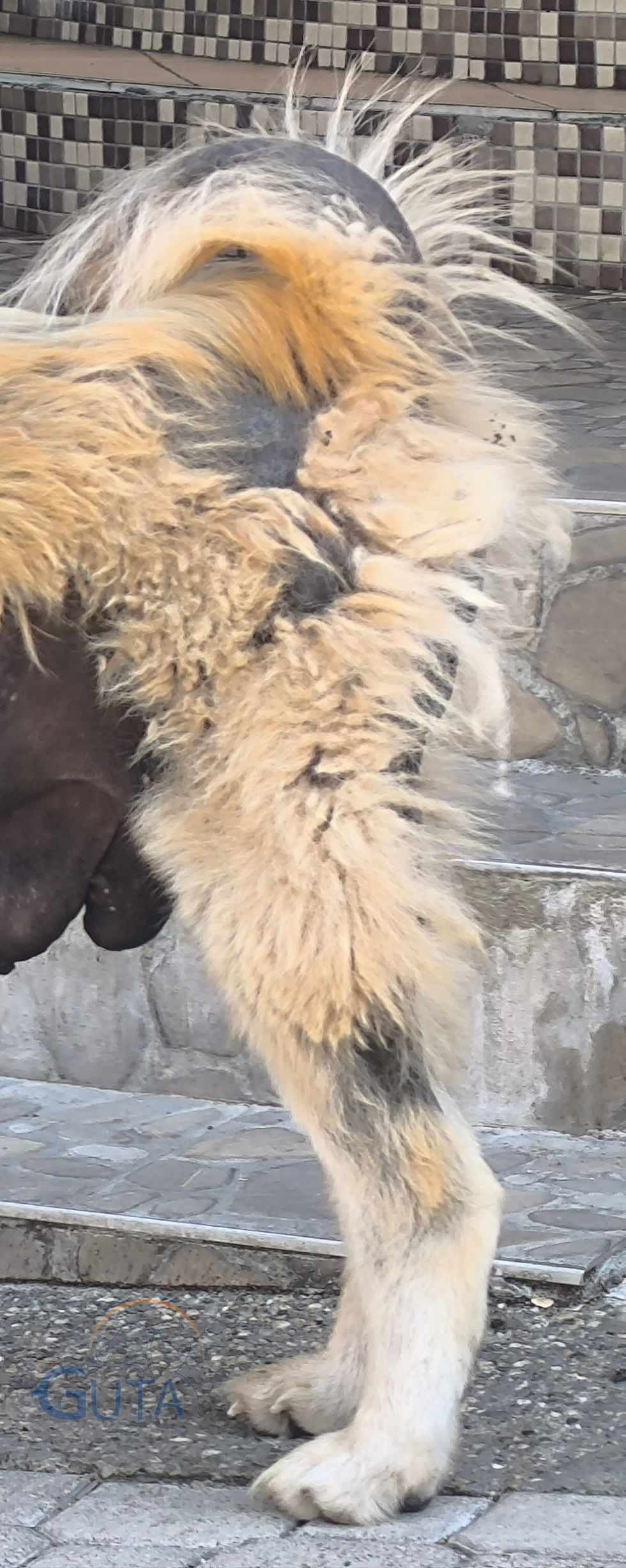 Hipotireoidizam, pacovski rep i opadanje dlake bočno simetrično