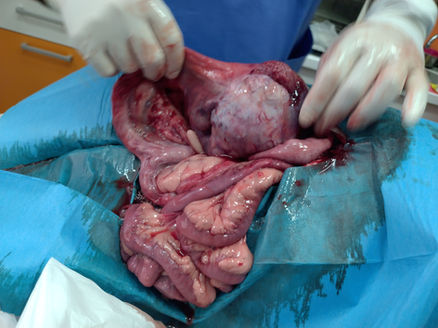 Tumor u stomaku na materici psa