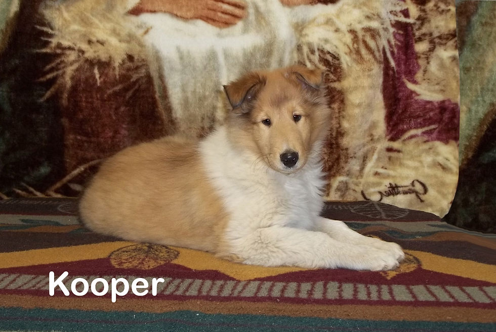 Kooper, in MI