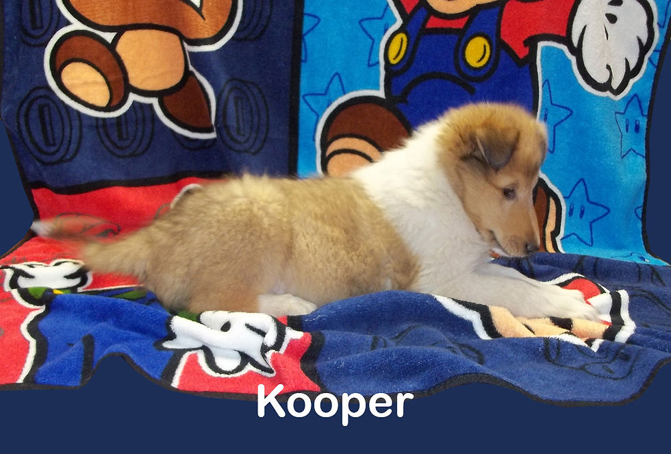 Kooper, in MI